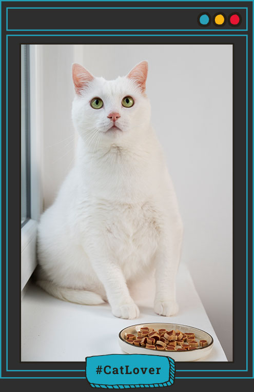 comportamiento alimenticio del gato